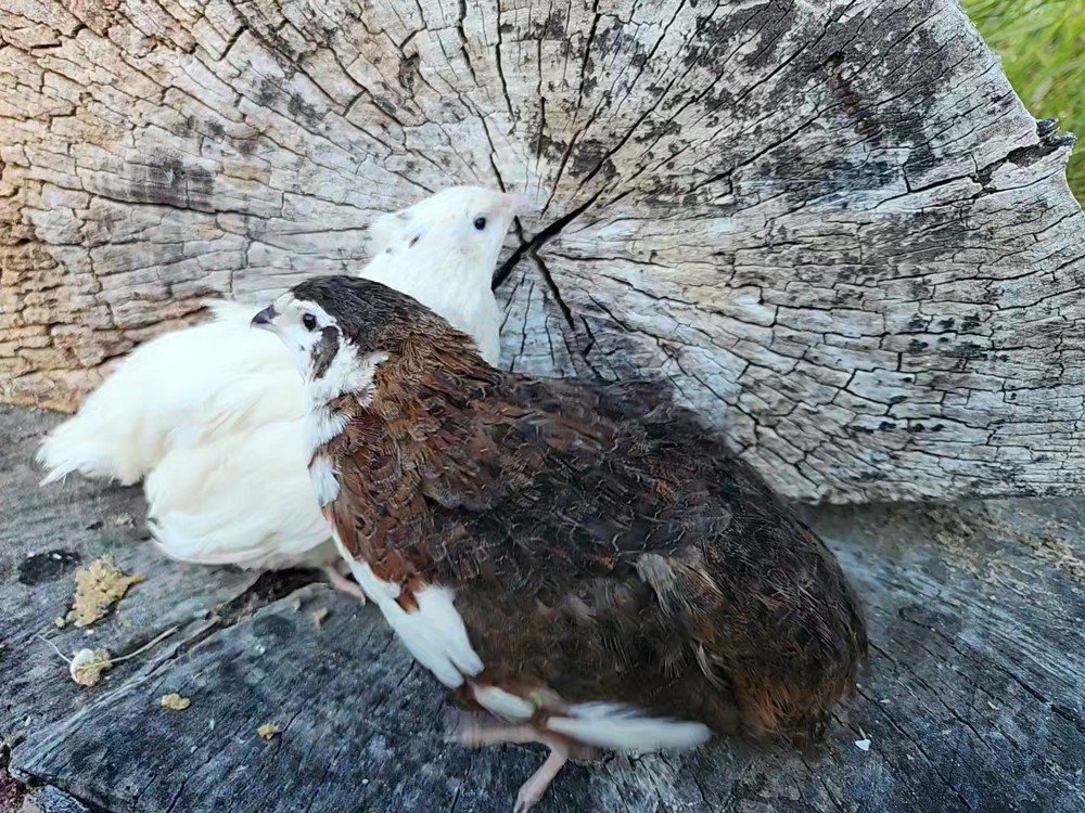 12+ Celadon Hatching Eggs