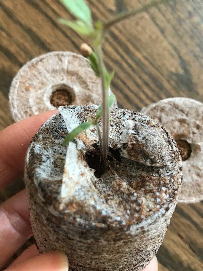 Coconut Coir Soil Pellets