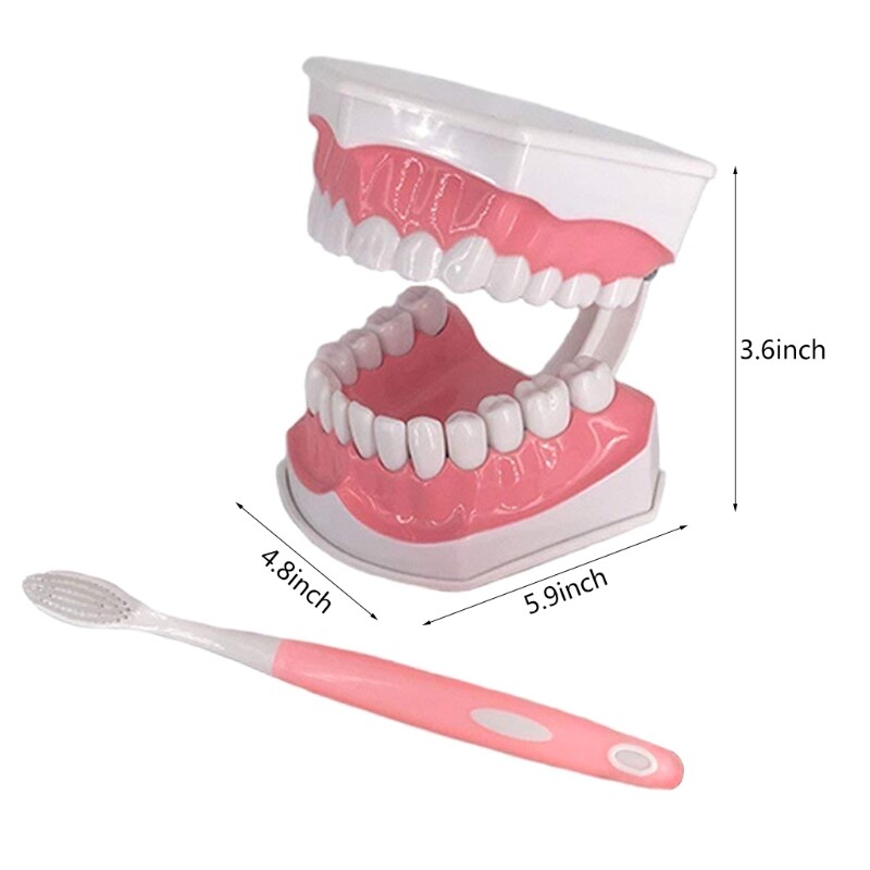 Dental Teaching Model with A Teeth Brush Dentist Educational Demonstration Tool