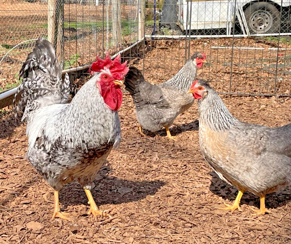 Crested Cream Legbar hatching eggs 6+1