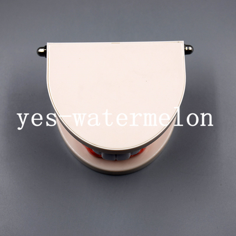 Dental Teaching Study Adult Standard Typodont Demonstration Tooth Teeth Model