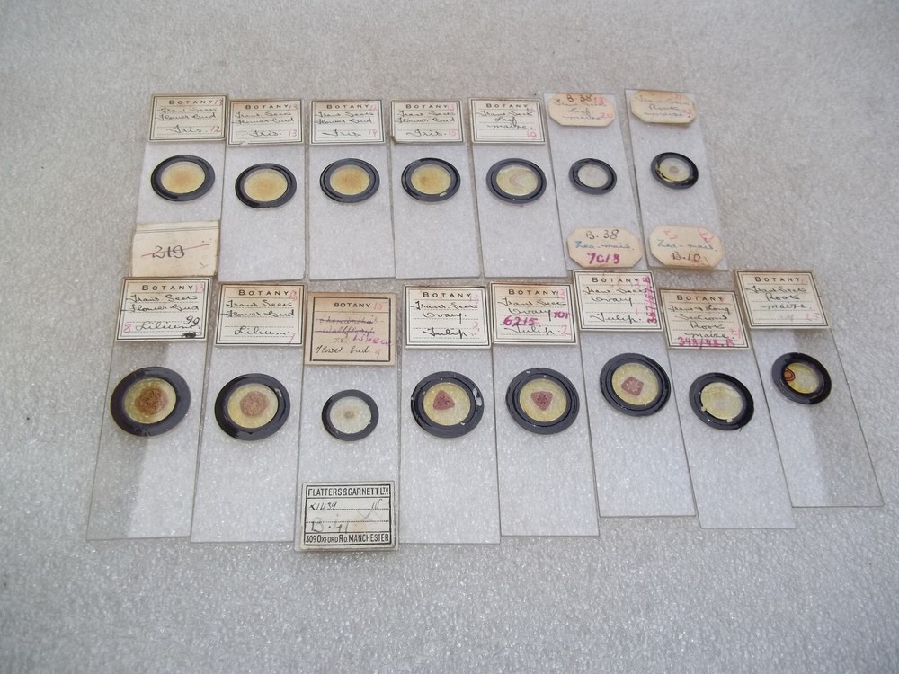 Vintage Glass Microscope Slides -