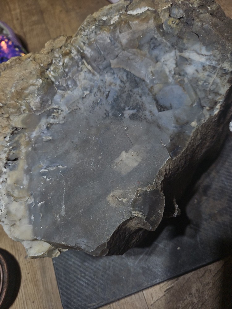 Petrified Palm Tree Root Specimen (36lbs 12oz)