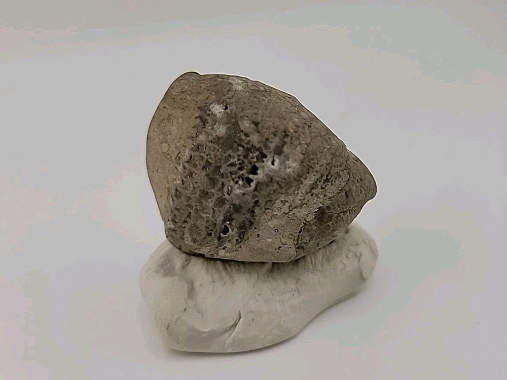 Egg Fossil Permineralized