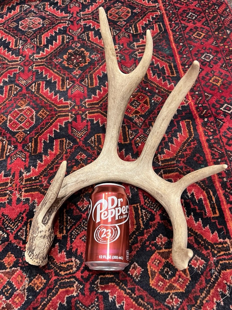 Three Large Wild Whitetail Antler Sheds
