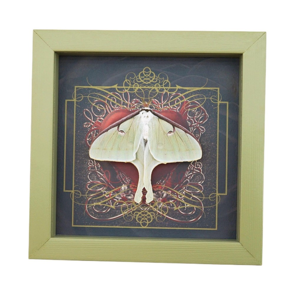 Real Luna Moth Display: Gothic Red Heart, Sage Green Frame