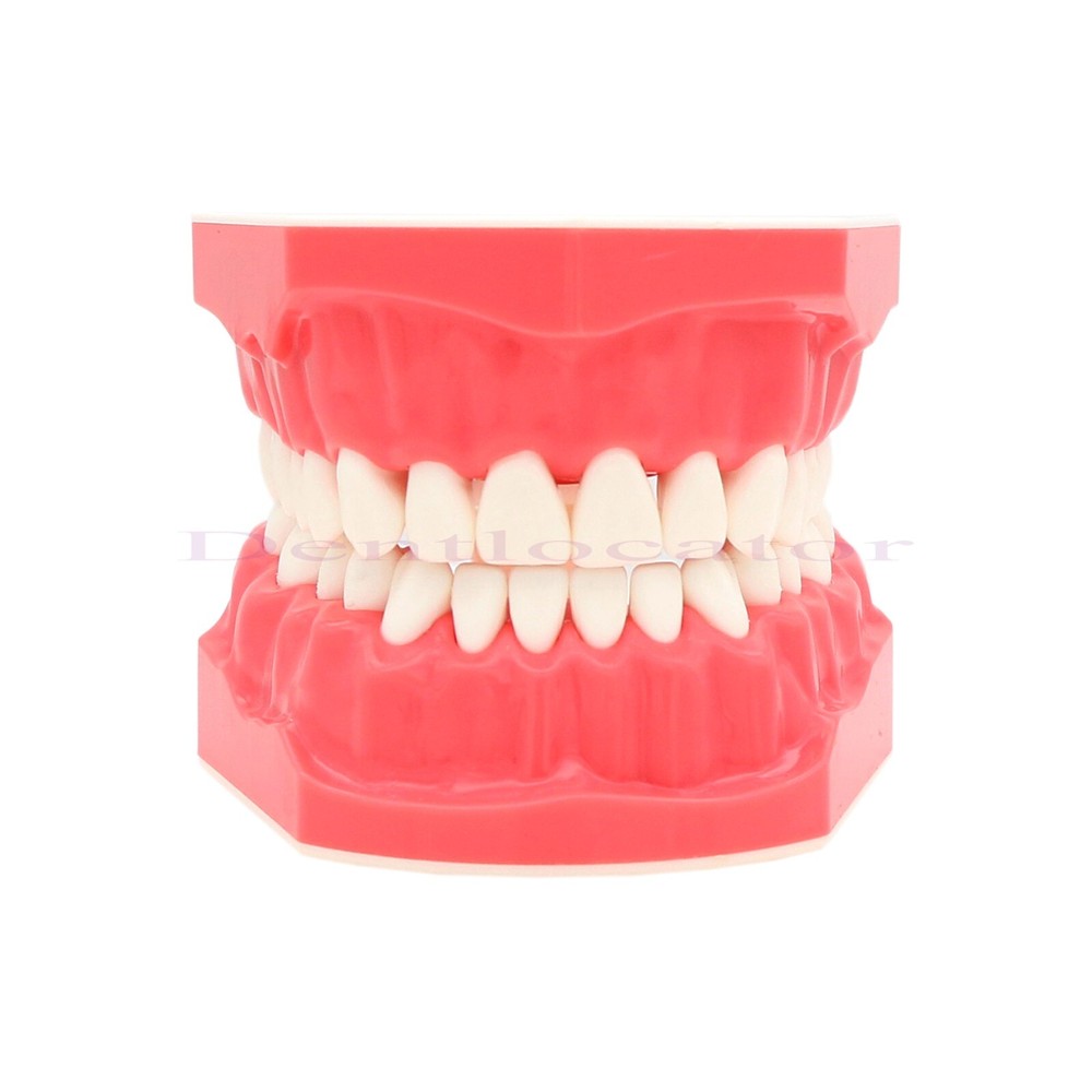 US Dental Typodont Teeth Model 1:1 Brushing Flossing Practice Teaching Model