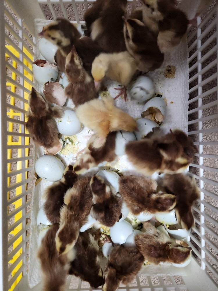 12+ Celadon Hatching Eggs