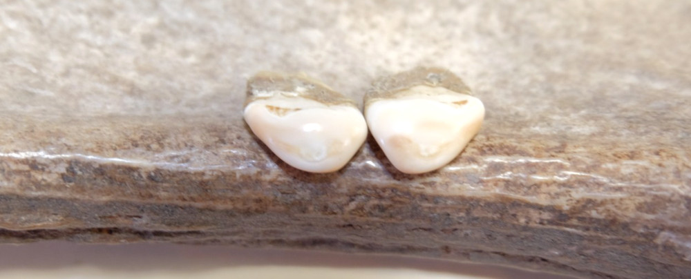 Elk Ivory