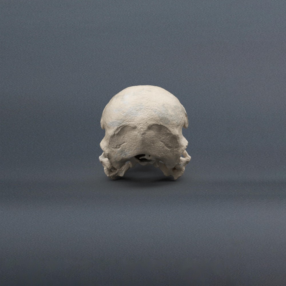 Black Vulture Skull Replica (Museum Quality)