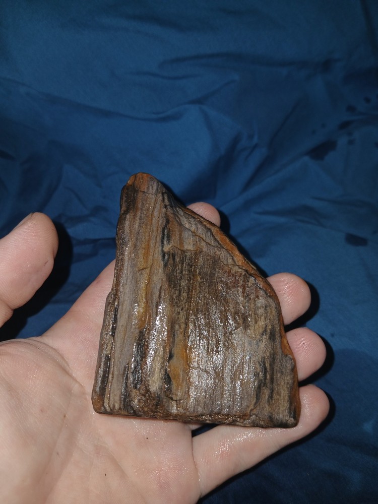 6.7 oz Agatized Petrified Wood