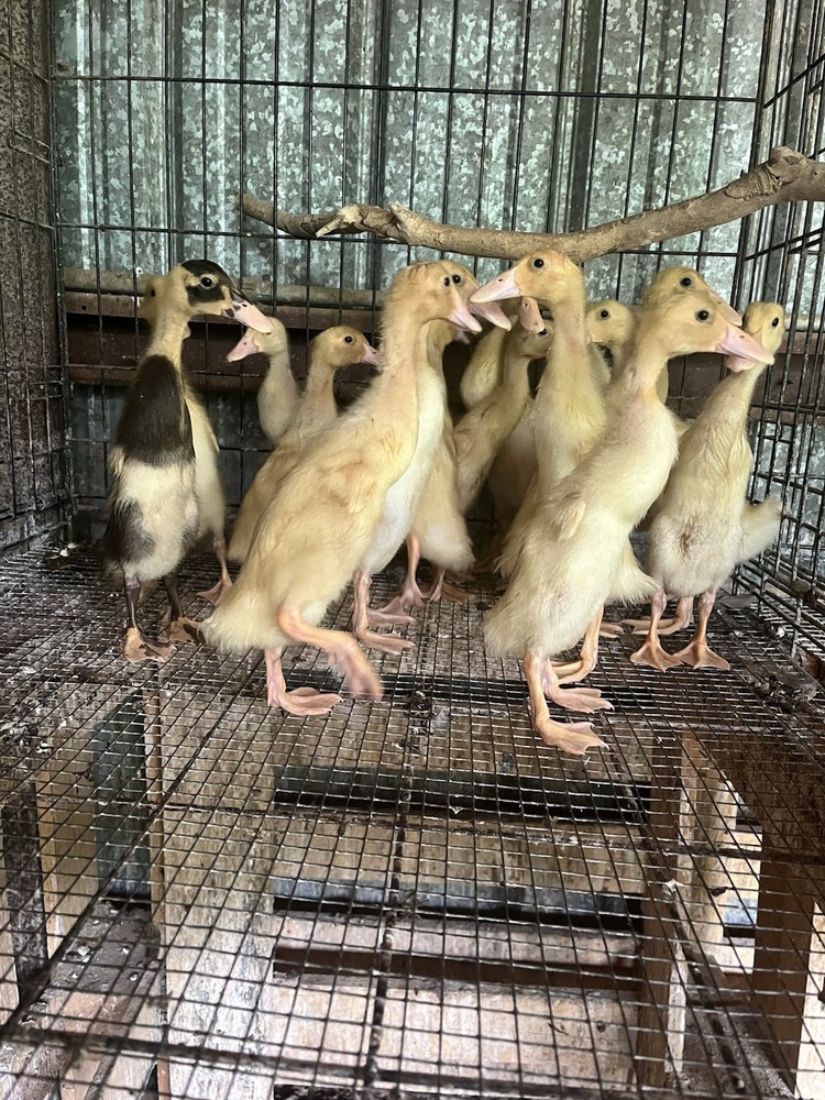 12 Indian Runner Duck Hatching Eggs (1 Doz)