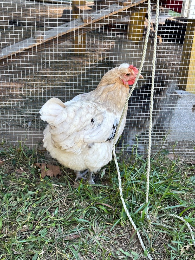 Frizzle BYM Hatching Eggs x12++