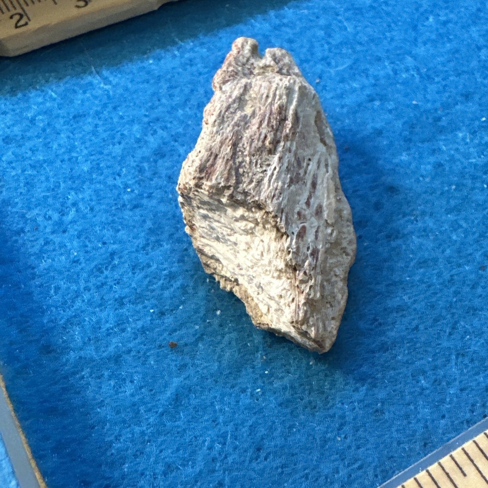 Spinosaurus Extinct Dinosaur Bone Fossil in Display Case