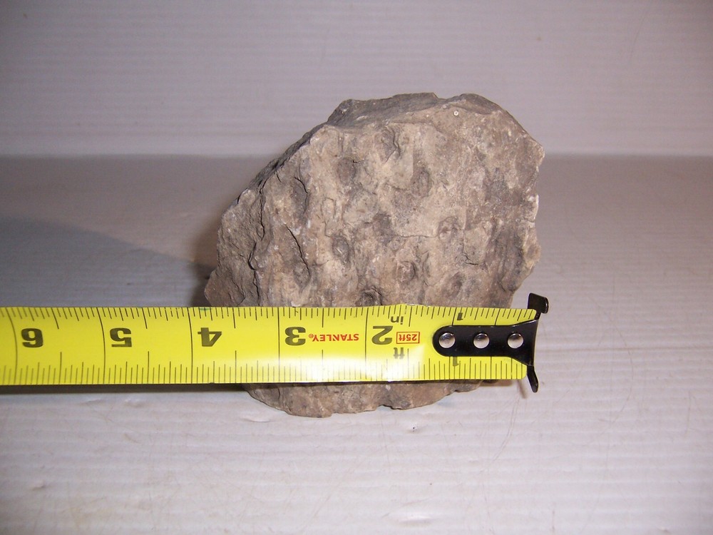 Lepidodendron Mississippian Period Fossilized Tree Root