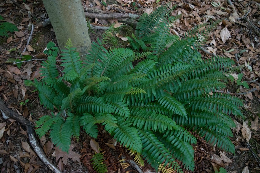 Christmas Fer (Polystichum Acrostichoides) Bare-root