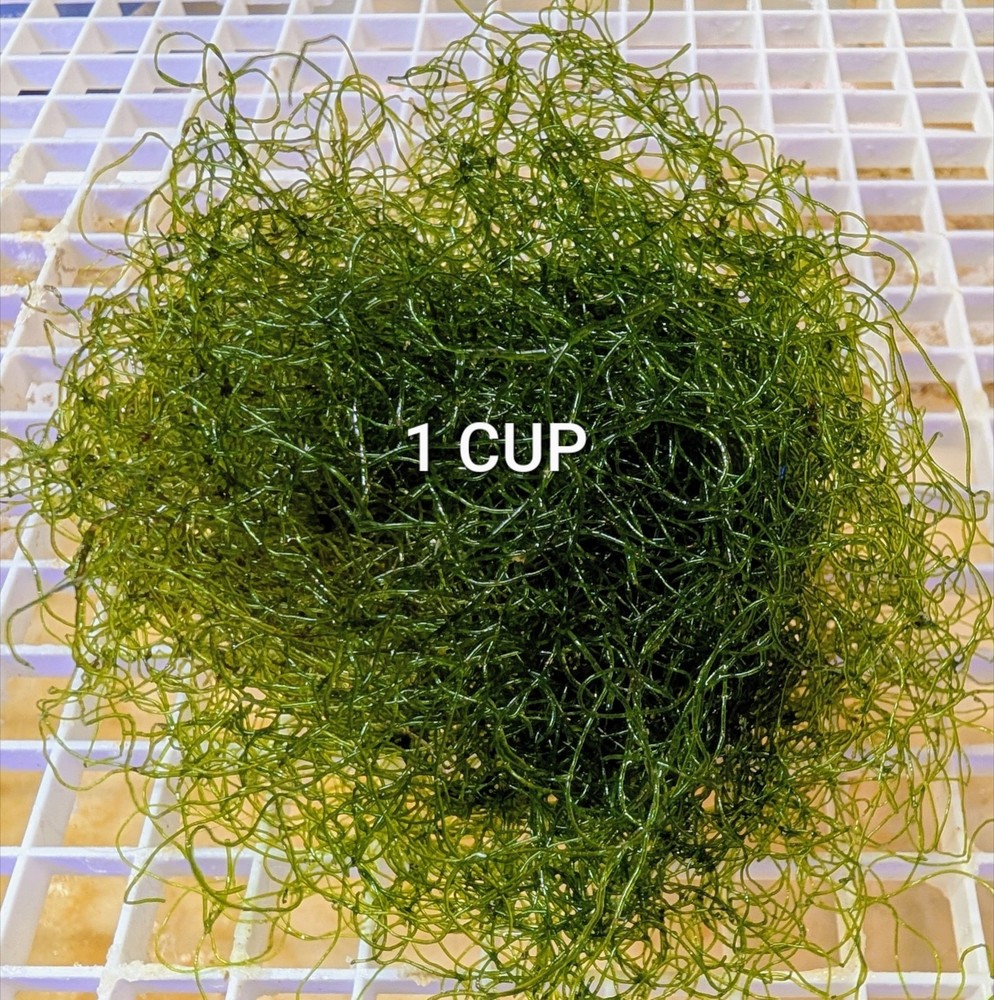 Chaeto  Healthy Chaetomorpha