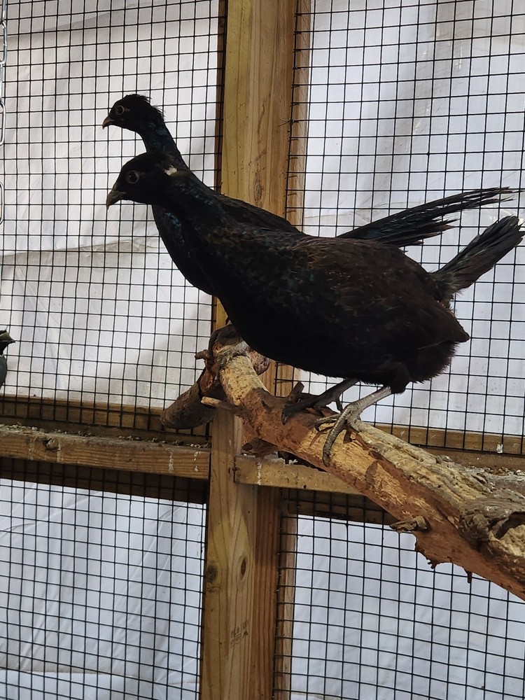 12 Plus 2 Melanstic Ringneck Pheasant hatching eggs