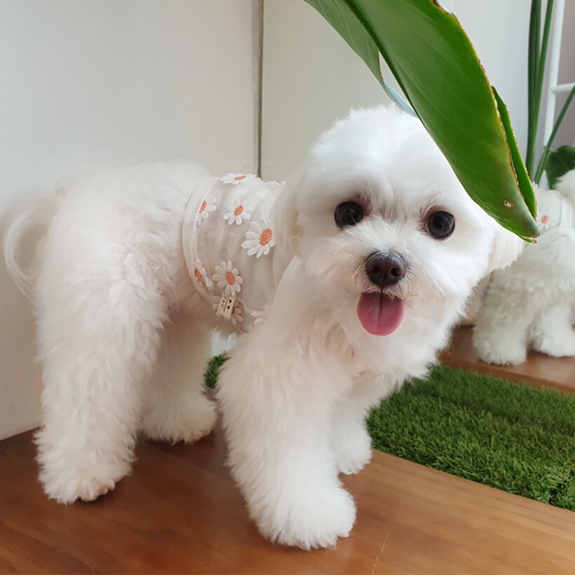 Summer Daisy Mesh Top [Handmade in Korea]
