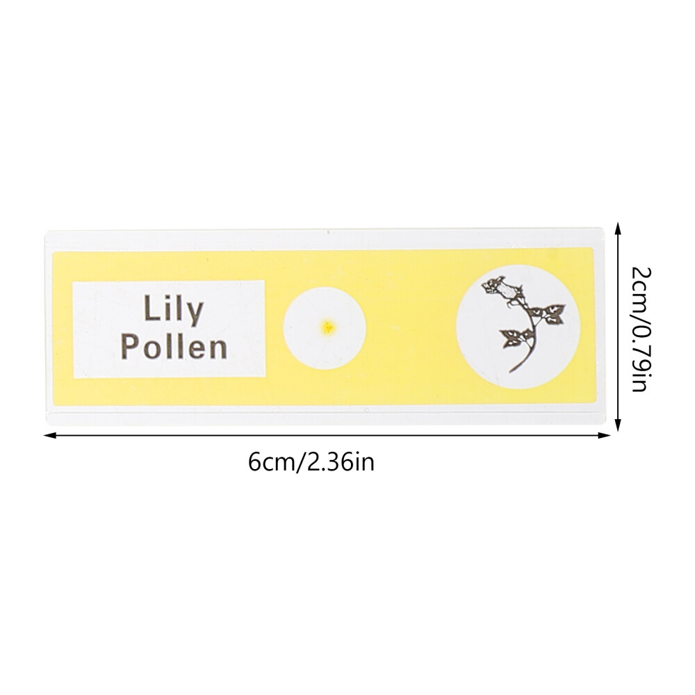 36pcs Microscope Sample Slide Plant Sample Specimen Kid Science Toy