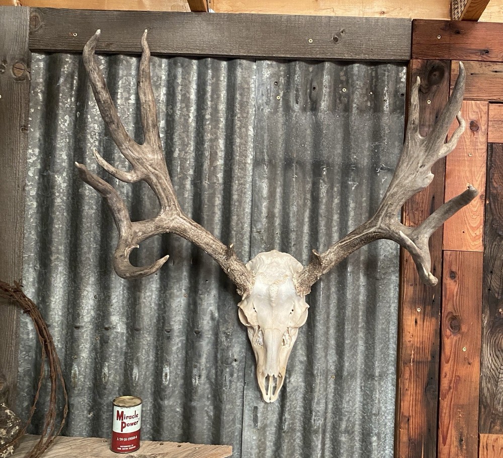 Mule Deer Rack ~ Antlers