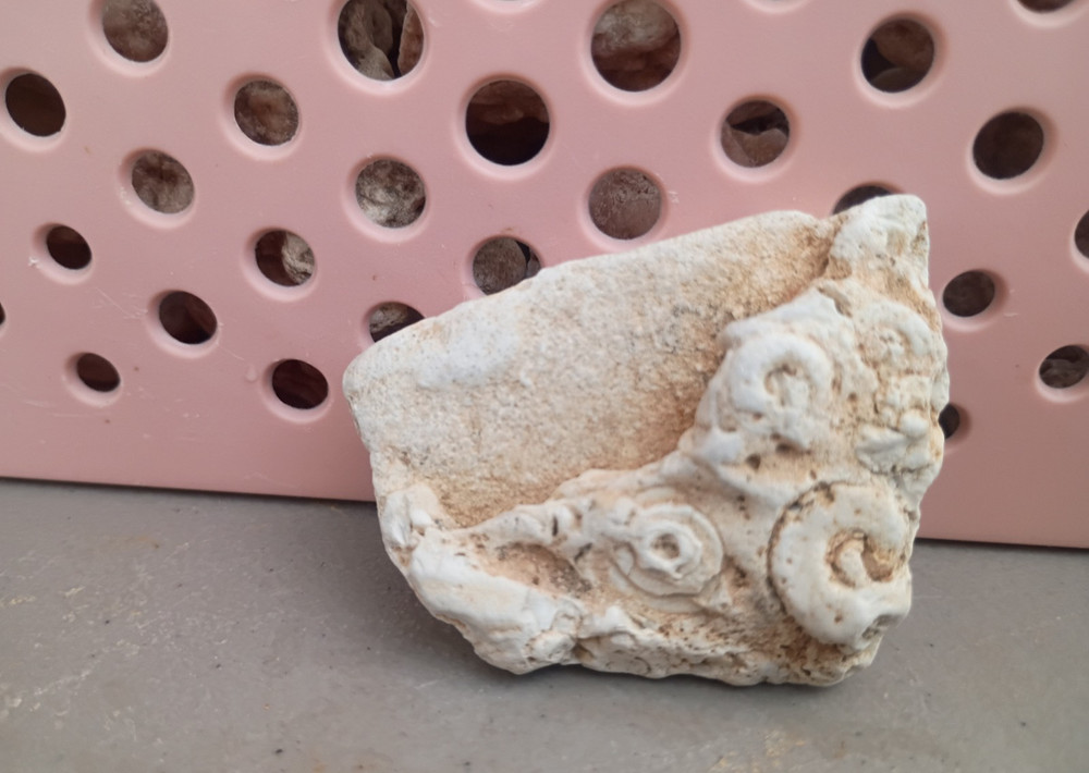 White Rock Fossil Specimen with Spiral Shell Imprints Spiral Pattern