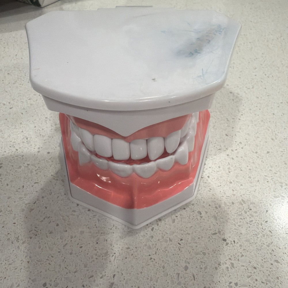 Colgate Large Teeth Educational Model