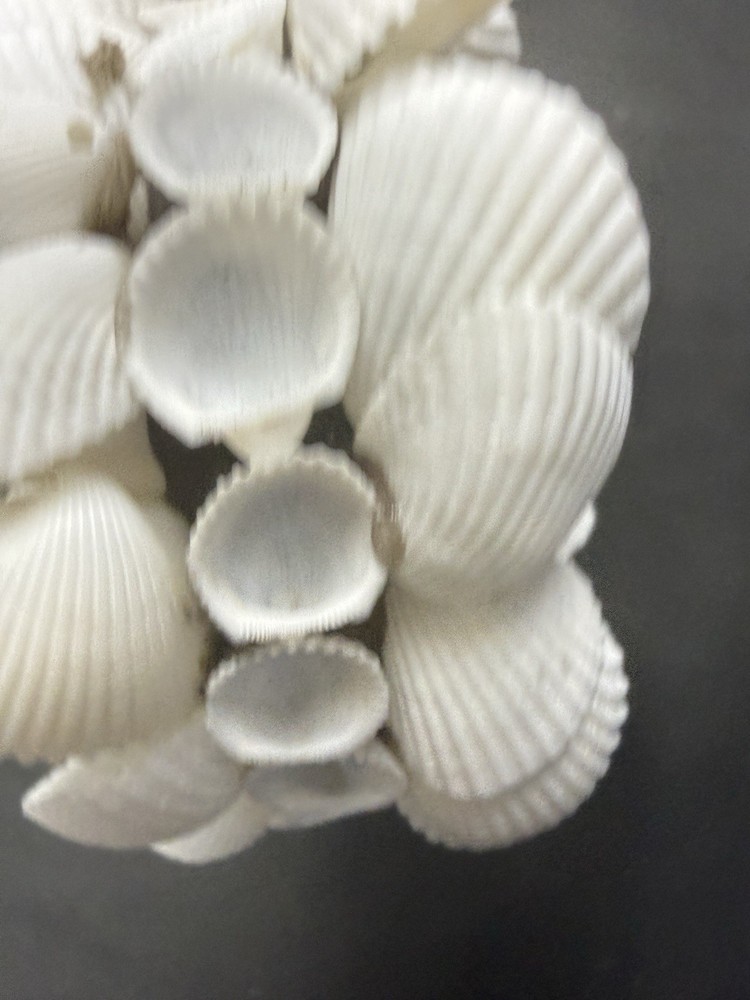 Heart-Shaped Genuine SeaShell Wall Room Decoration Decor