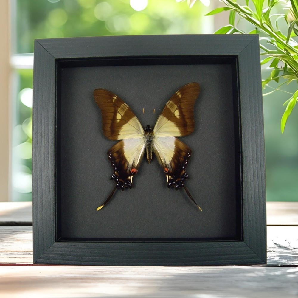 Frilled Swordtail Swallowtail Butterfly Eurytides serville Real Framed Moonlight