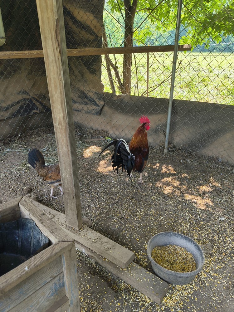 6 + Straight Up chickens Eggs