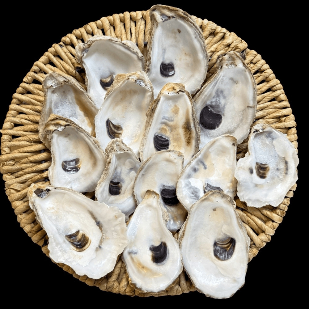Natural Oyster Shells for Crafts or decor bakers dozen 3-5" shells Bleached