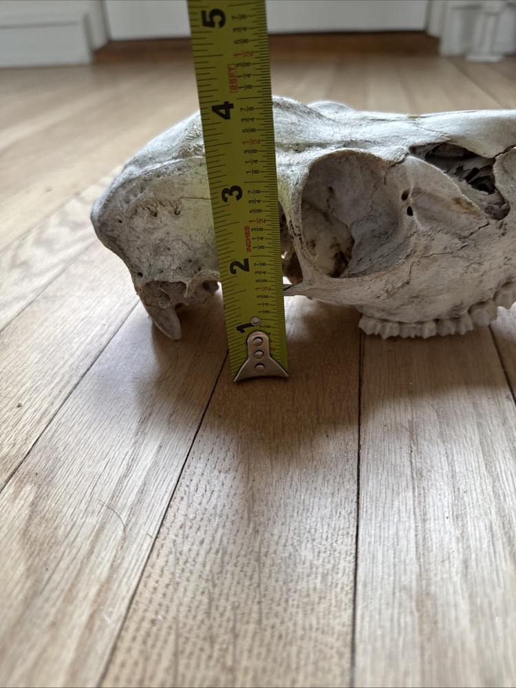 Animal Skull ? Deer Real