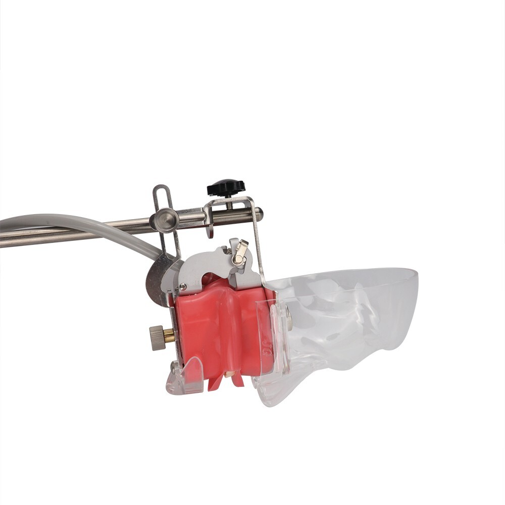 Dental Simulator Mannequin Head Teeth Model Teaching Practicing Head Mold desk