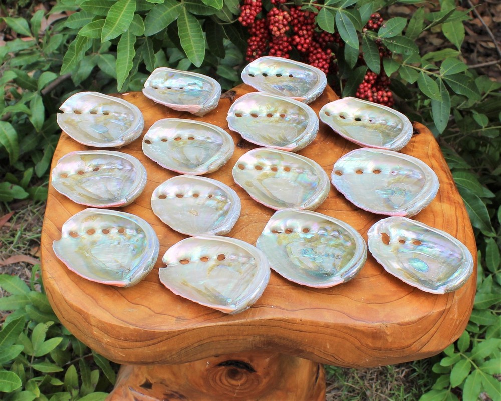 10 Pack Small Abalone Shell Gift Box: Natural Shells For Smudging, Crafting, etc