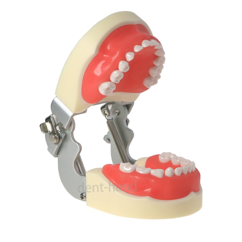 Dental Children Deciduous 24Pcs Tooth Preparation Teach Model Removable