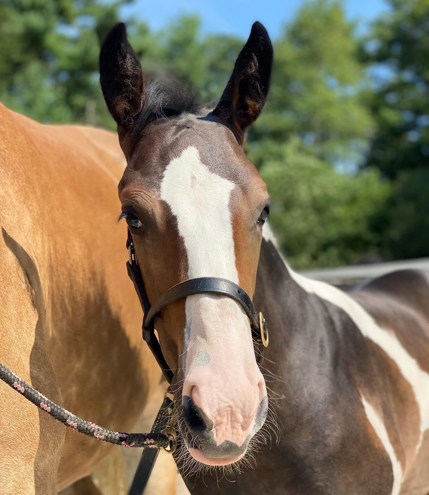 Leaders Foal Size Leather Halter!