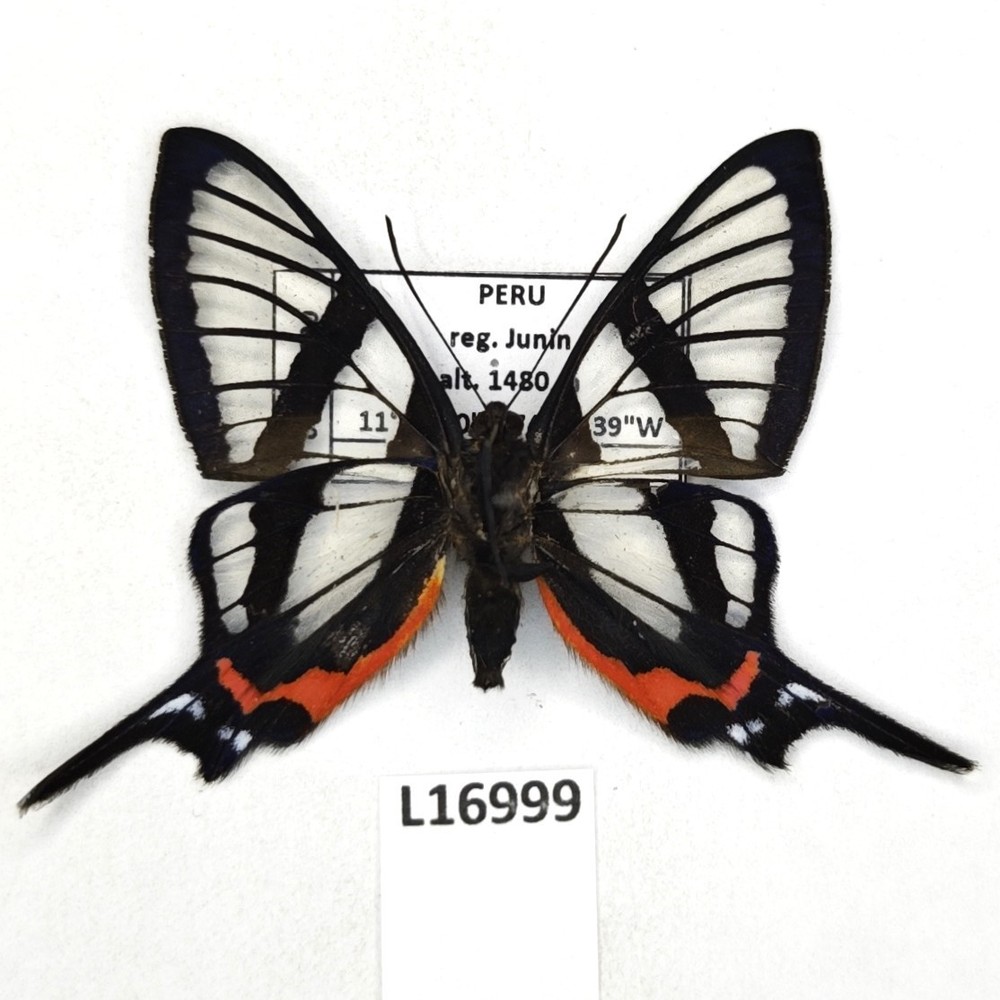 Riodinidae, Chorinea octauius, A1/A1-, Peru