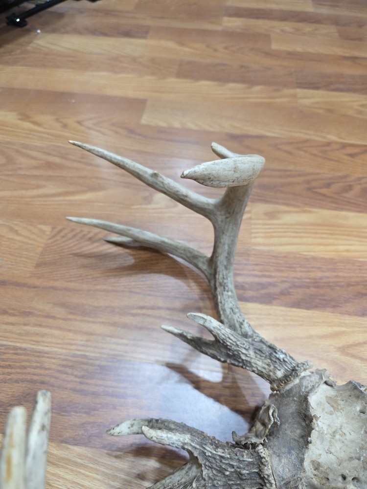 D43 Dead Head Skull Whitetail Deer Antler On