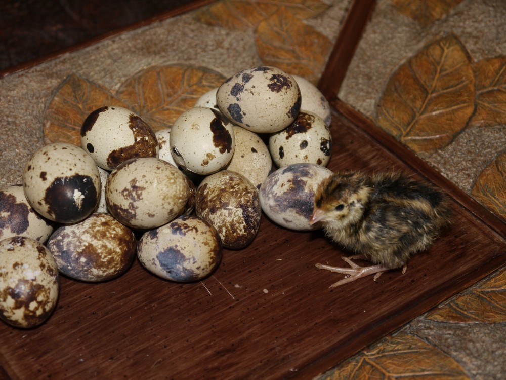 55+ Jumbo Brown/ JM Pharaohs Quail Hatching eggs