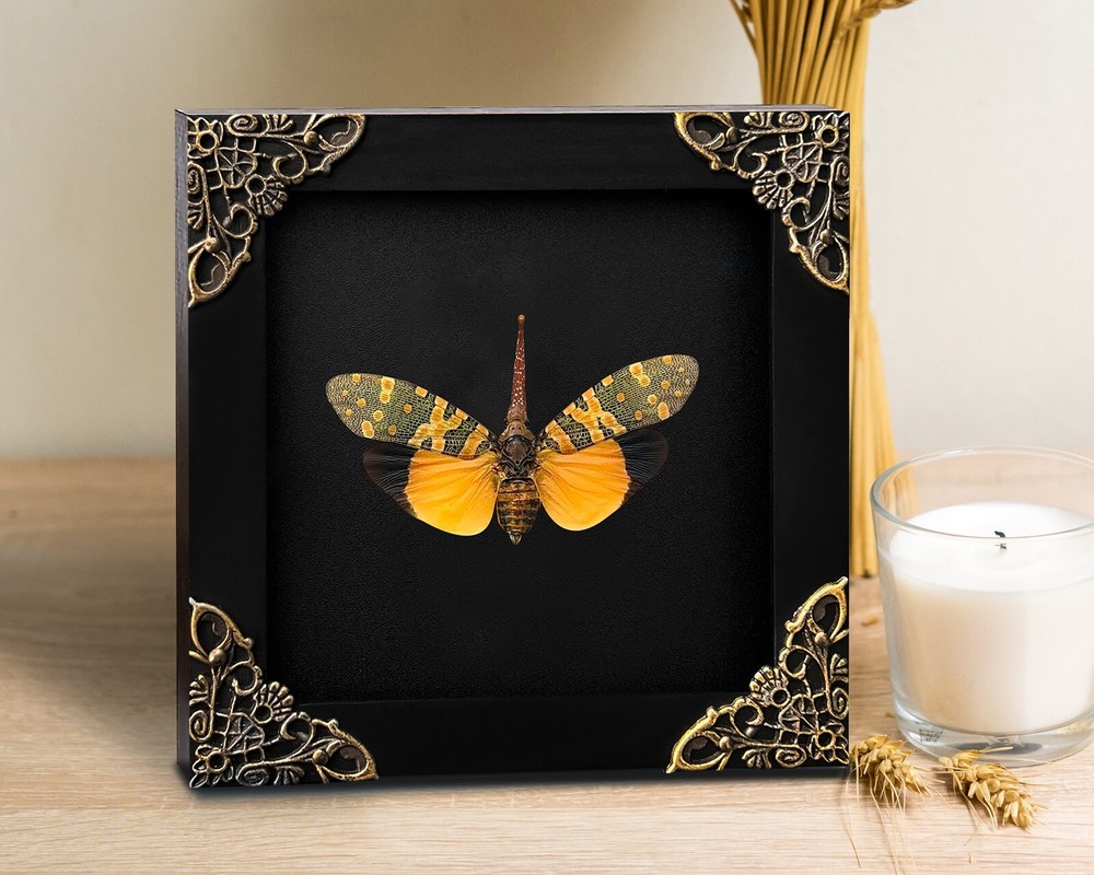 Real Framed Cicada Wall Hanging Decor Entomology Collection Gothic Artwork