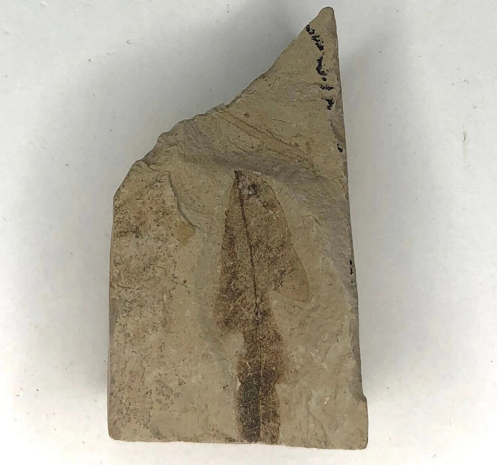 Leaf Fossil - Green River Fm. - WY - Eocene