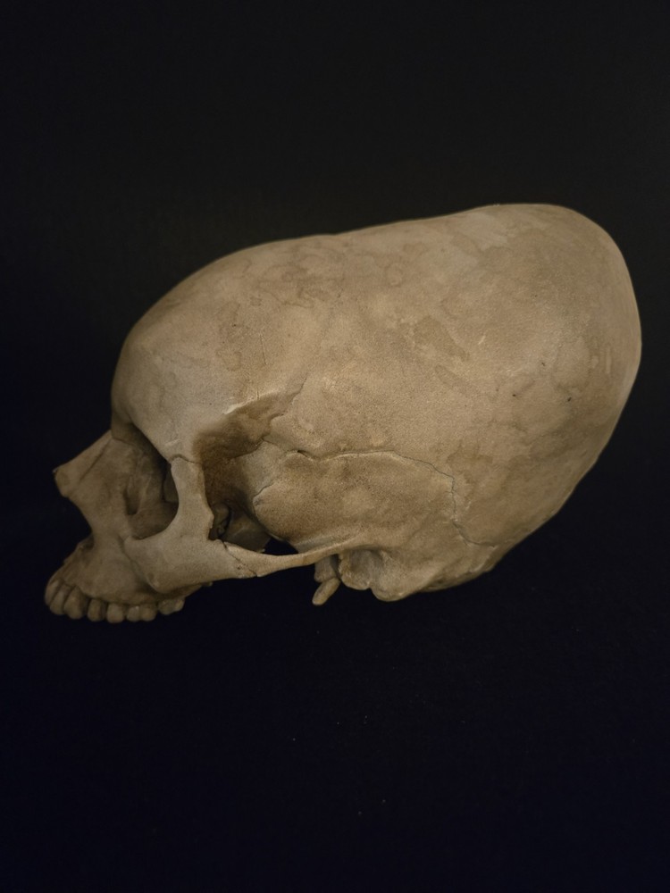 Human Skull Enlongated Realistic