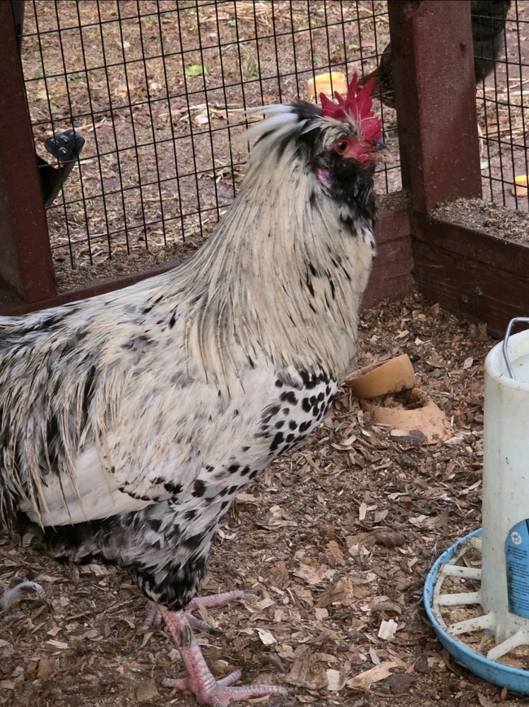 6+ Silkie Fertilized Eggs