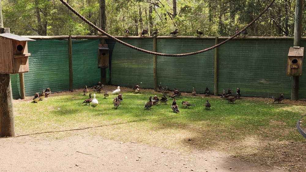Pre sale Mandarin duck hatching eggs