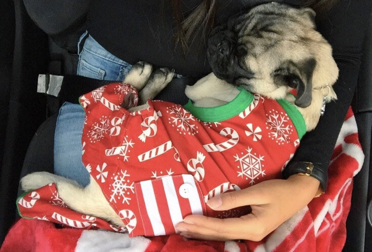 christmas pajamas for dog