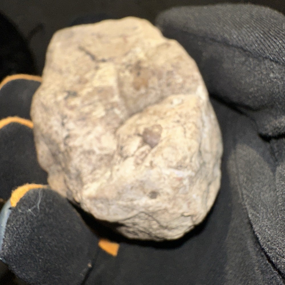 Fossil From Minnesota Emblem Rock Natural Stone