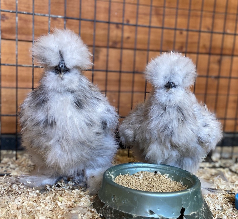 6 silkie/satin hatching eggs