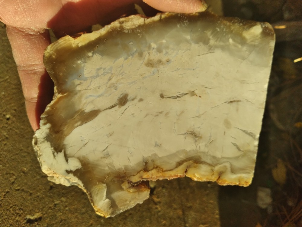 Opalized Wood Slab