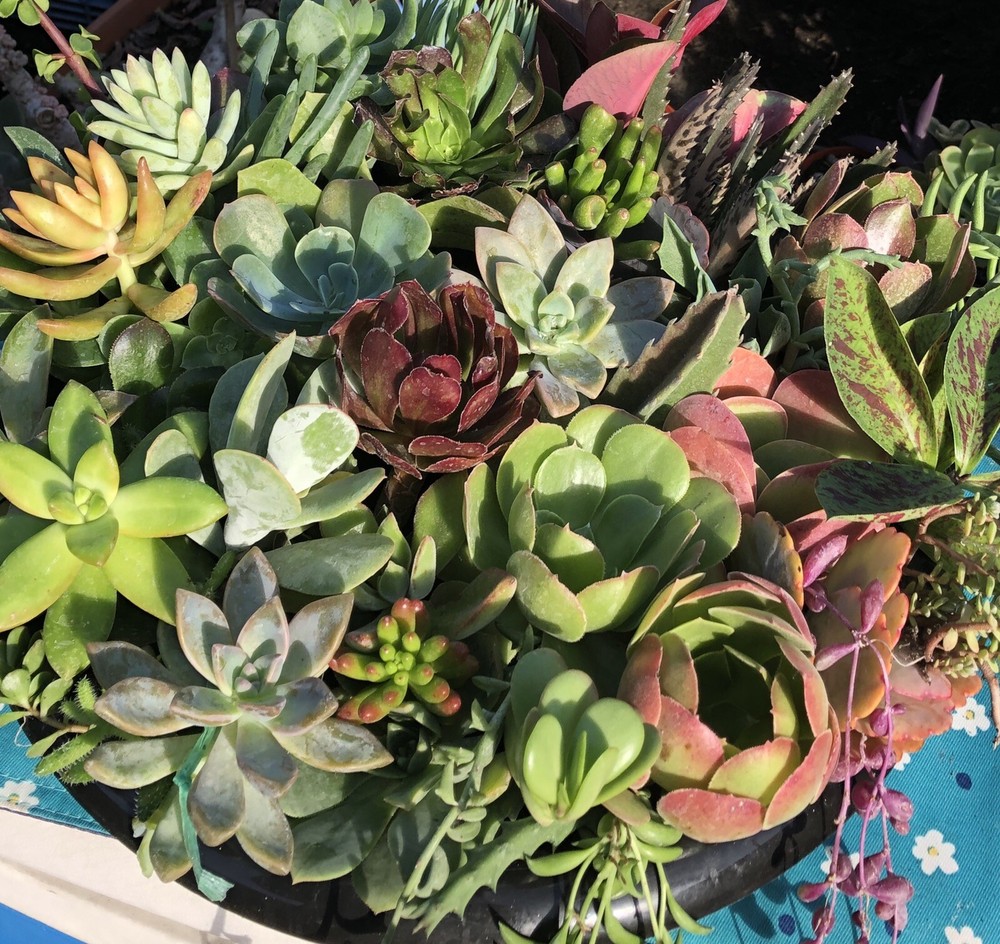 50 Cutting Mix Colorful Succulents 4-8”