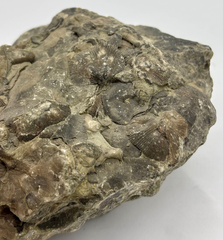 Fossiliferous Rocks (Brachiopod Fossils)